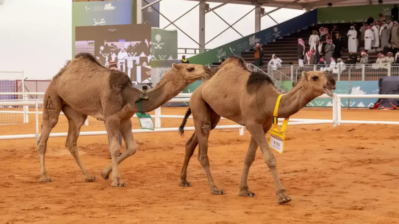 نايف العتيبي يتوج بلقب الذهب في مهرجان الإبل الأكبر بالمملكة ويقود المنافسة القوية